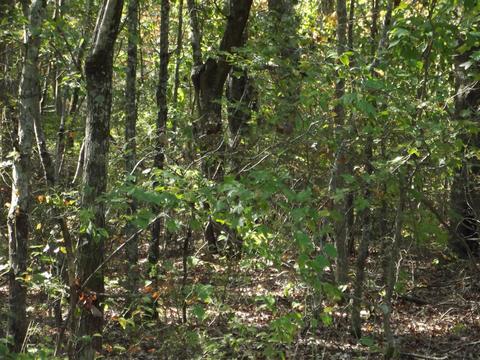 109 Pepper Rd, Taft, TN 38488 photo 3