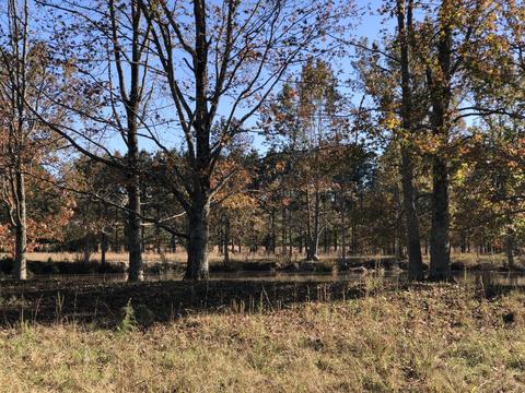 40 Pepper Rd, Taft, TN 38488 photo 23