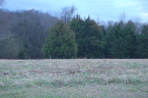 175 Rambling Rdg, Pulaski, TN 38478 photo 4