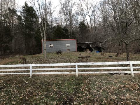475 Wolf Hill Rd, Bethpage, TN 37022 photo 40
