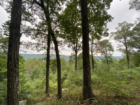 479 Saddle Tree, Sewanee, TN 37375 photo 28