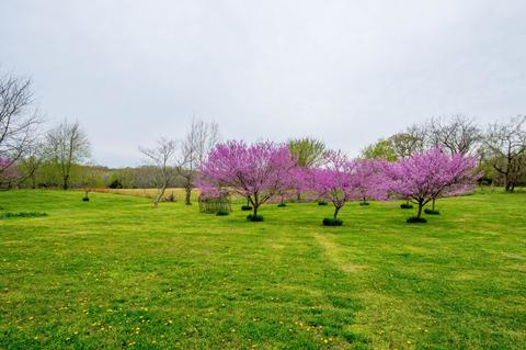6020 Henry Rd, Springfield, TN 37172 photo 35