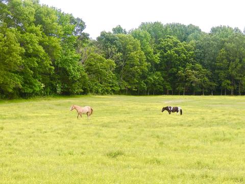 5691 Marion Rd, Cunningham, TN 37052 photo 14