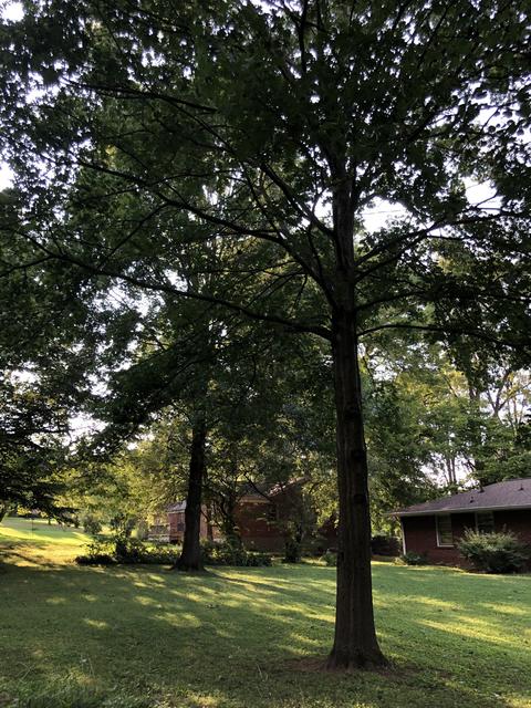504 Vantrease Rd, Madison, TN 37115 photo 24
