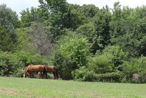 8493 Mulberry Rd, Baxter, TN 38544 photo 24