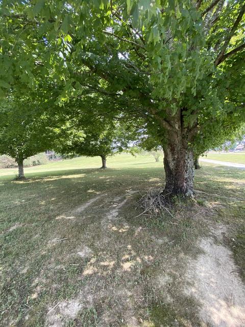 221 Riddle Ln, Loretto, TN 38469 photo 31