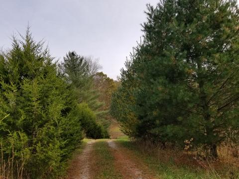 609 Buffalo Rd, Quebeck, TN 38579 photo 5