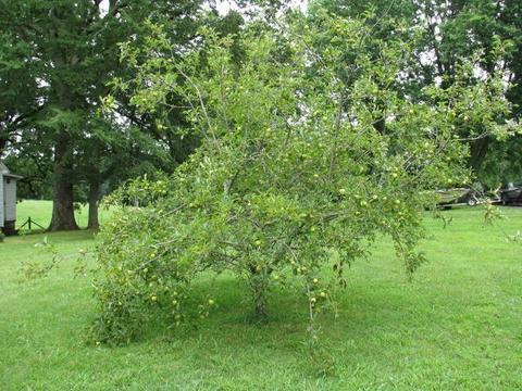 626 Pond Rd, Dickson, TN 37055 photo 18