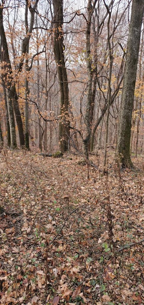628 Briar Patch Rd, Prospect, TN 38477 photo 30