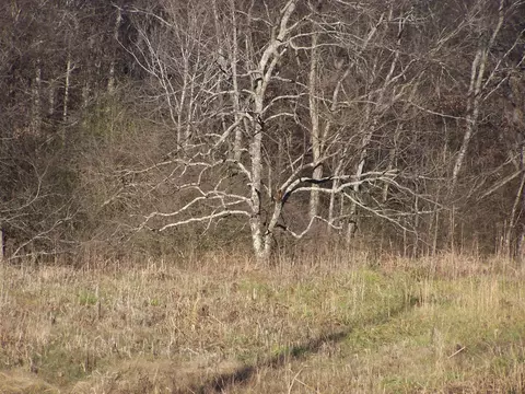 1353 Black Rd, Prospect, TN 38477 photo 5