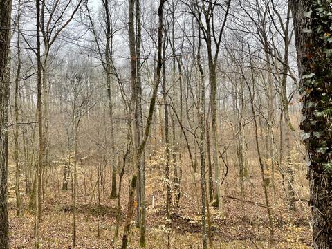 119 Beech St, Dover, TN 37058 photo 23