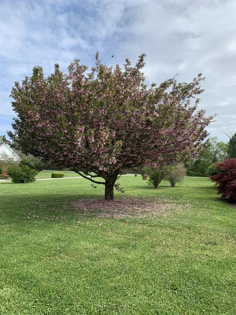 1605 Carter Rd, Decherd, TN 37324 photo 7