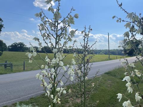 66 Union Hill Rd, Loretto, TN 38469 photo 26