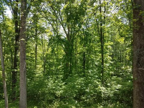 7573 King Rd, Fairview, TN 37062 photo 56