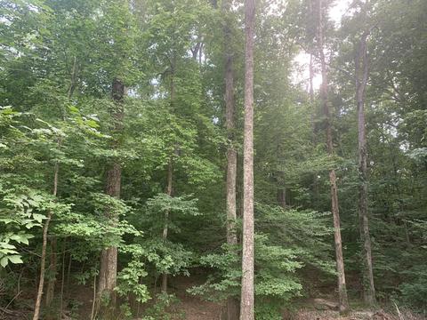 55 Old Rd, Counce, TN 38326 photo 30