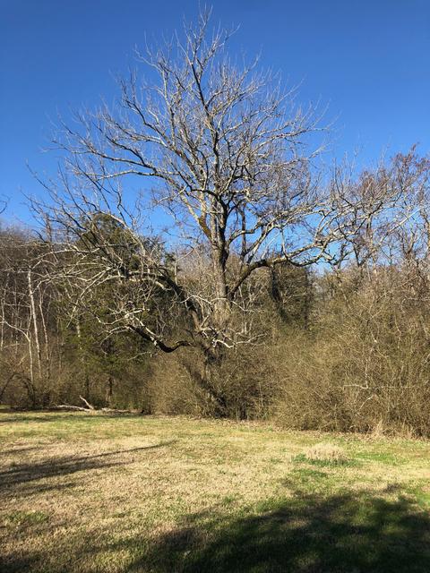 4064 Trinity Rd, Franklin, TN 37067 photo 25