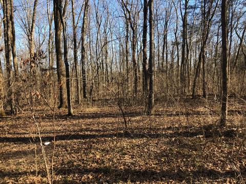 4064 Trinity Rd, Franklin, TN 37067 photo 16