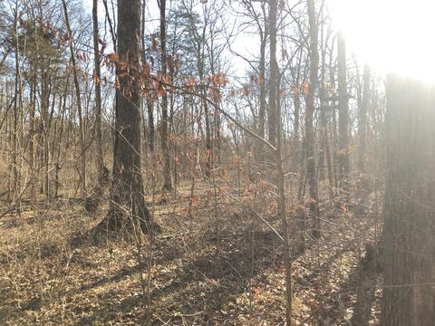 4064 Trinity Rd, Franklin, TN 37067 photo 17