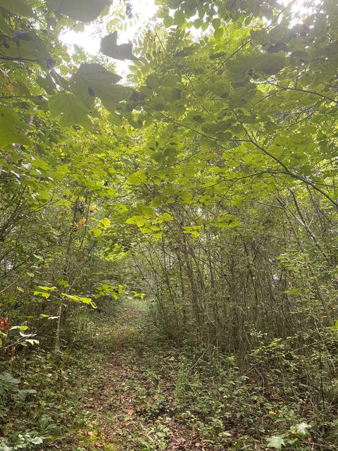 364 E Pin Hook Rd, Sparta, TN 38583 photo 11