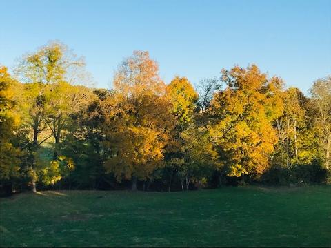 2013 Tammy Dr, Springfield, TN 37172 photo 39