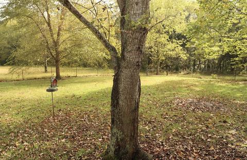 913 Maddox Rd, Centerville, TN 37033 photo 14
