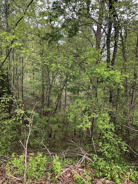 2293 Highway 50, Centerville, TN 37033 photo 36