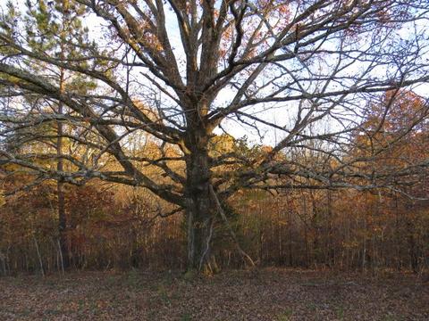 273 Miller Ln, Goodspring, TN 38460 photo 33