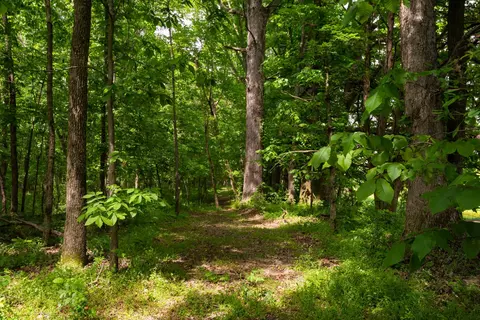 5985 Fridell Rd, Harrison, TN 37341 photo 35