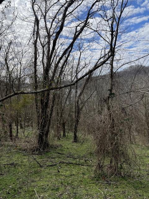 46 Harbor Ct, Silver Point, TN 38582 photo 8