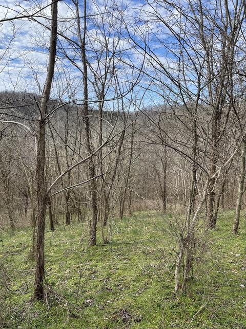 46 Harbor Ct, Silver Point, TN 38582 photo 6