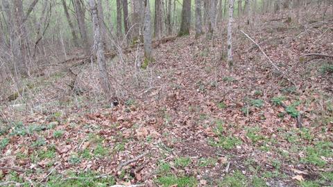 660 Piney Rd E, Dickson, TN 37055 photo 43
