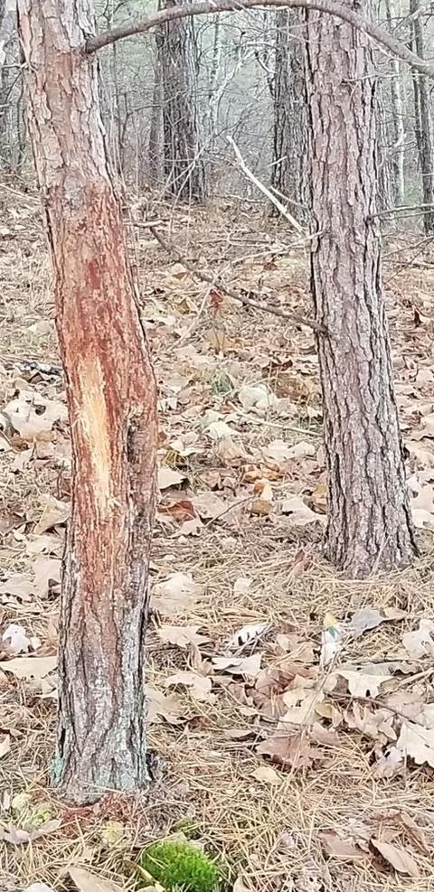 3918 Only Rd, Only, TN 37140 photo 30