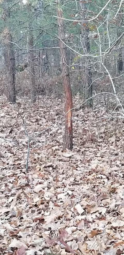 3918 Only Rd, Only, TN 37140 photo 31