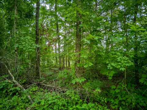 7263 Hook Ridge Rd, Monroe, TN 38573 photo 8