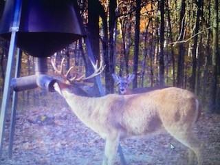 1438 Fall River Rd, Goodspring, TN 38460 photo 8
