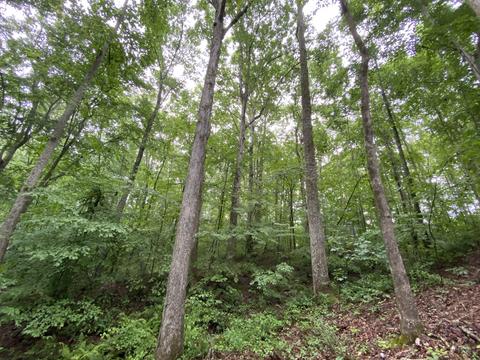 1438 Fall River Rd, Goodspring, TN 38460 photo 23