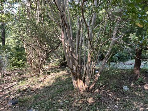 1195 Manley Loop, Dickson, TN 37055 photo 13