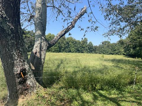74 Cedar Hill Rd, Loretto, TN 38469 photo 17