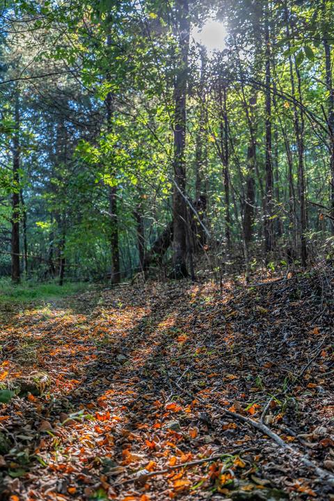 470 Templow Rd, Bethpage, TN 37022 photo 47