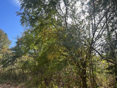 2 Clyde Webb, Tennessee Ridge, TN 37178