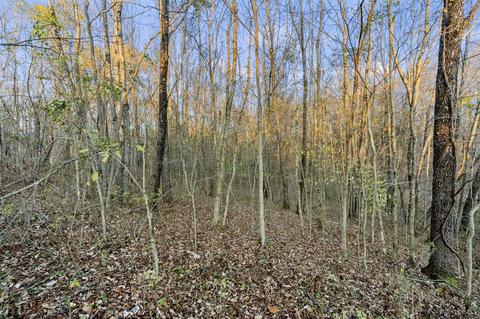 3855 Baggett Rd, Springfield, TN 37172 photo 40
