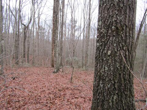 0 Darrow Ridge Rd, Jamestown, TN 38556