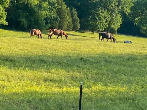 832 W Dry Hollow Rd, Dickson, TN 37055