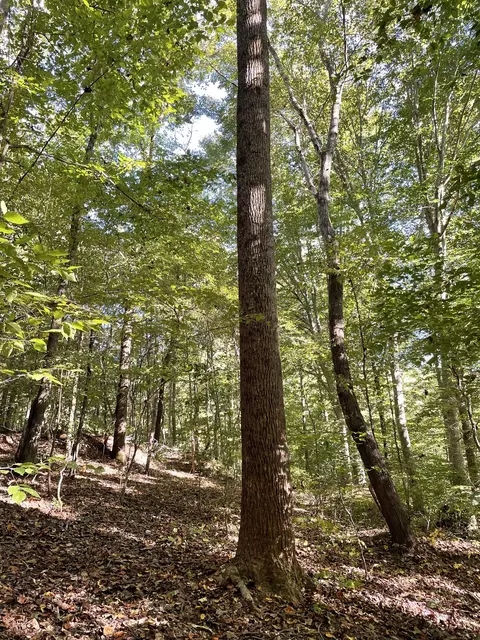 1068 Gallahar Road Waterloo Rd, Westpoint, TN 38486 photo 3
