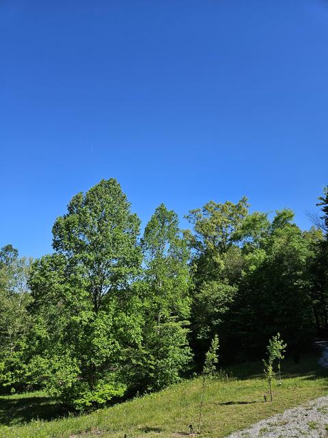 266 Joppa Rd, Walling, TN 38587 photo 16