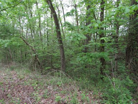 636 River Rd, Celina, TN 38551 photo 45