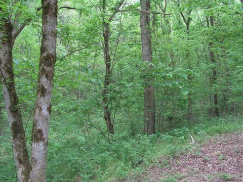 636 River Rd, Celina, TN 38551 photo 42