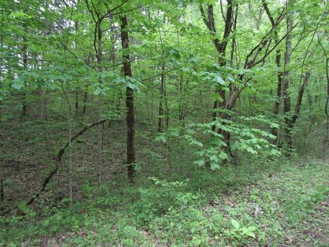 636 River Rd, Celina, TN 38551 photo 44