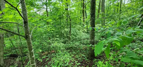 0 Coves Pointe, Sparta, TN 38583 photo 5