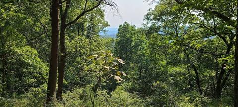 0 Indian Camp Rd #LOT 24, Altamont, TN 37301
